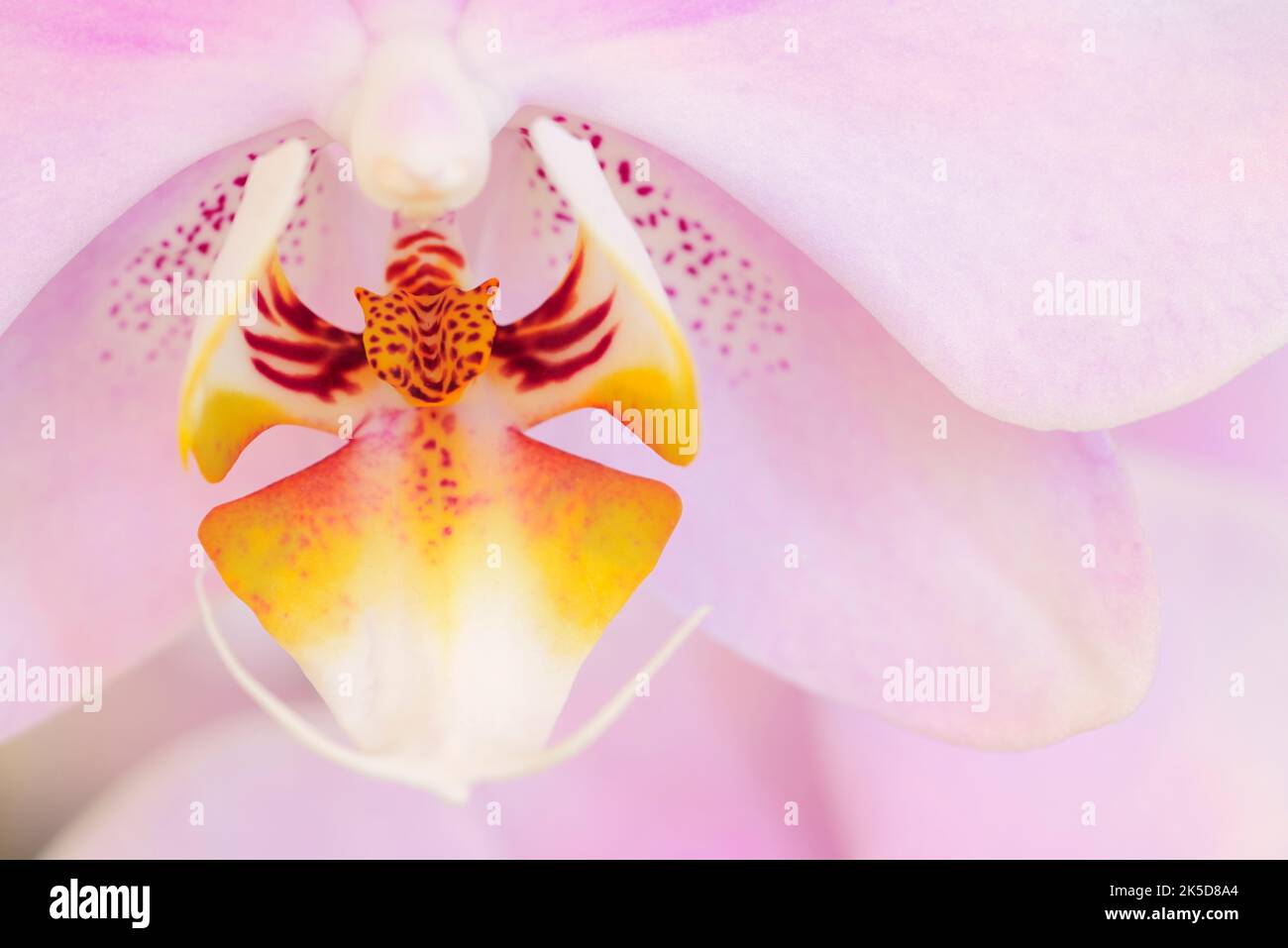 Phalaenopsis o orchidea farfalla (Phalaenopsis spec.), dettaglio fiore. Foto Stock
