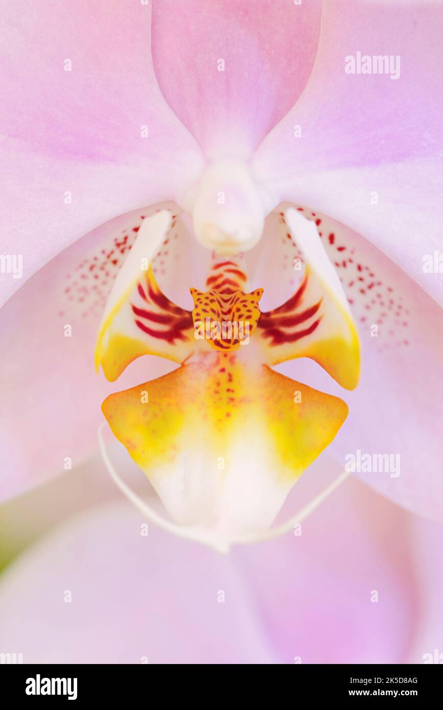 Phalaenopsis o orchidea farfalla (Phalaenopsis spec.), dettaglio fiore. Foto Stock