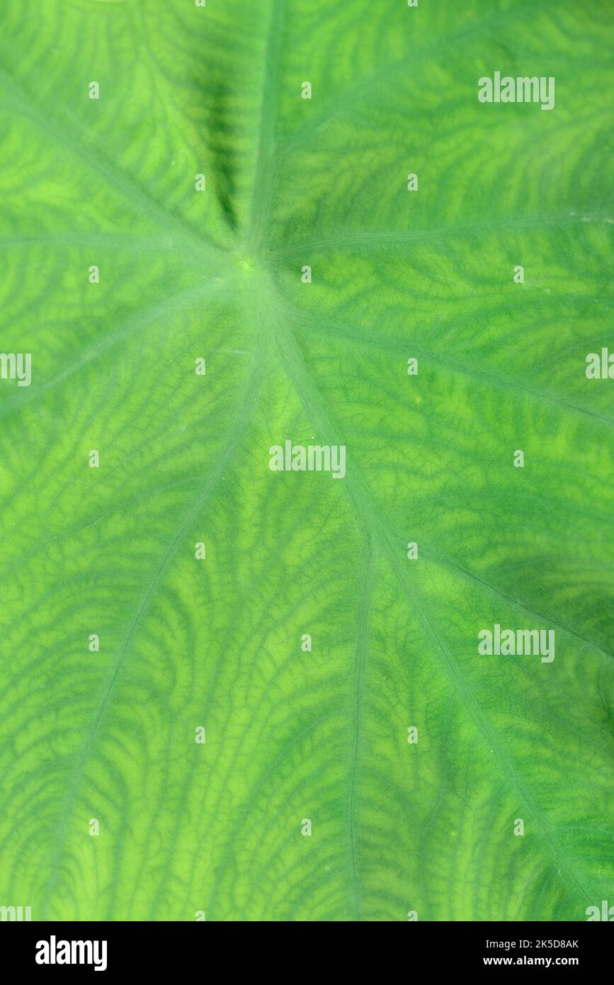 Taro o radice di pane d'acqua (colocasia esculenta), pianta di raccolto, dettaglio di foglia. Foto Stock