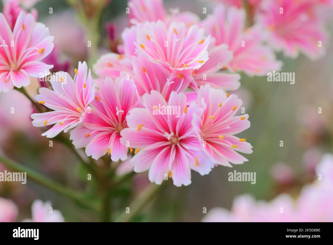 Fiore di porcellana o bitterroot (Lewisia cotyledon), pianta ornamentale, avvenimento in Nord America. Foto Stock