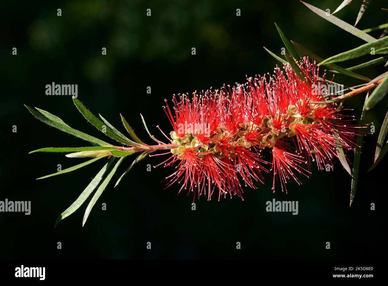 Crimson cilindro pulitore (Callistemon citrinus), infiorescenza, piante ornamentali, avvenimento in Australia. Foto Stock