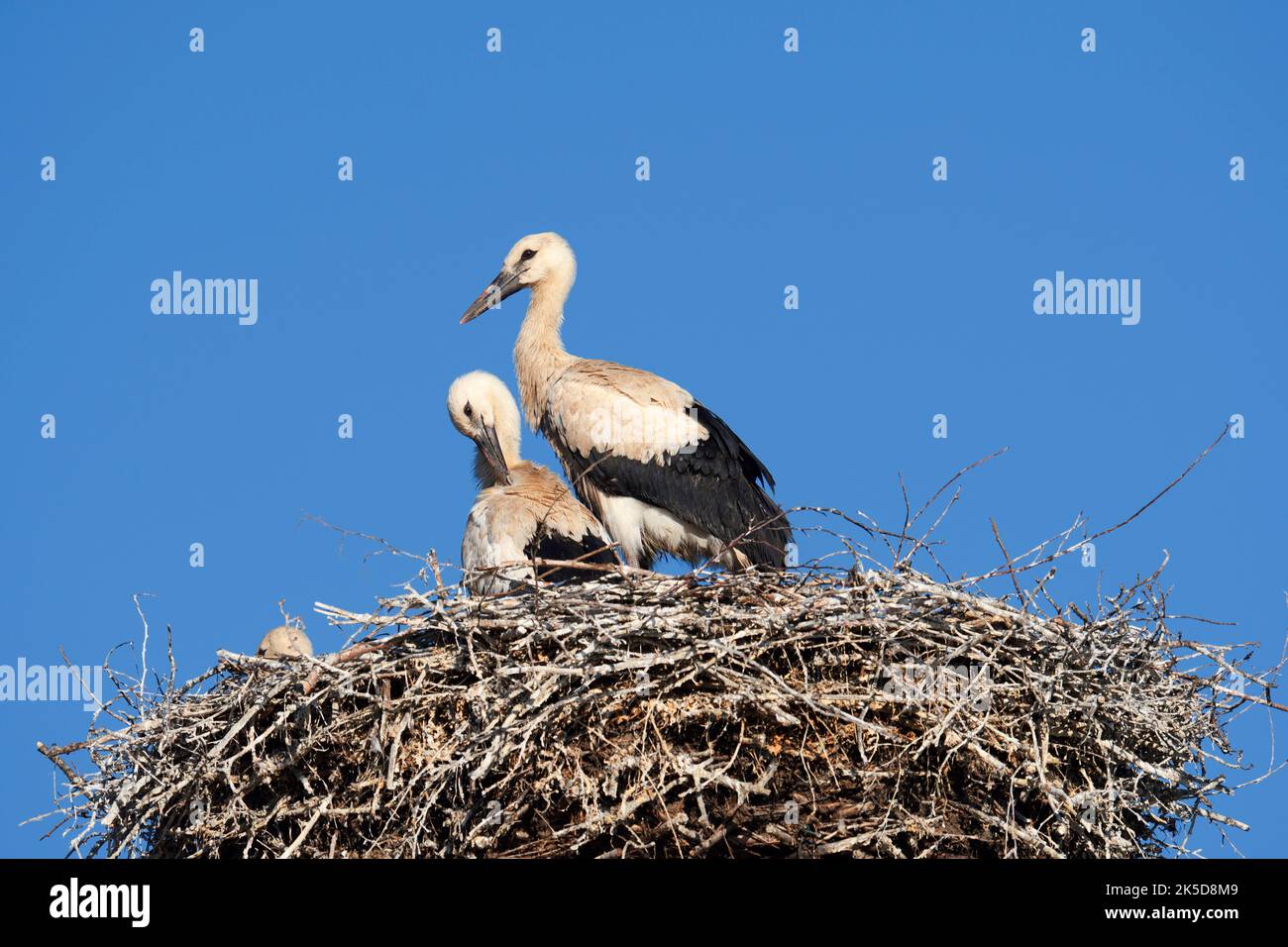 Cicogna bianca (Ciconia ciconia), nido di giovani uccelli, Renania settentrionale-Vestfalia, Germania Foto Stock