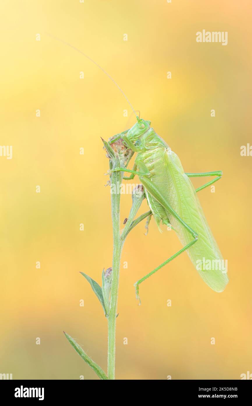 Semi di fieno verde (Tettigonia viridsima), maschi scuoiati di recente, Renania settentrionale-Vestfalia, Germania Foto Stock