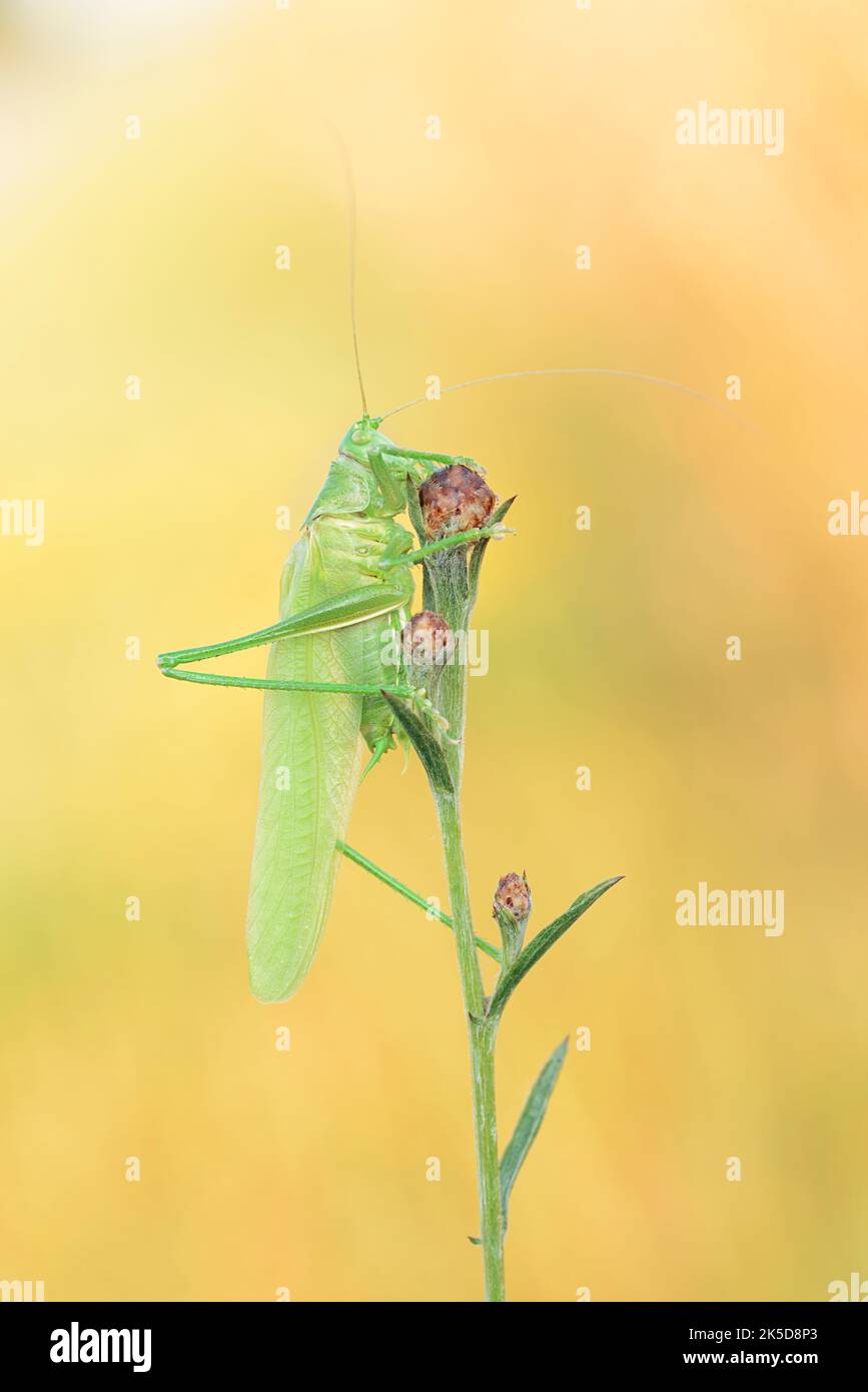 Semi di fieno verde (Tettigonia viridsima), maschi scuoiati di recente, Renania settentrionale-Vestfalia, Germania Foto Stock