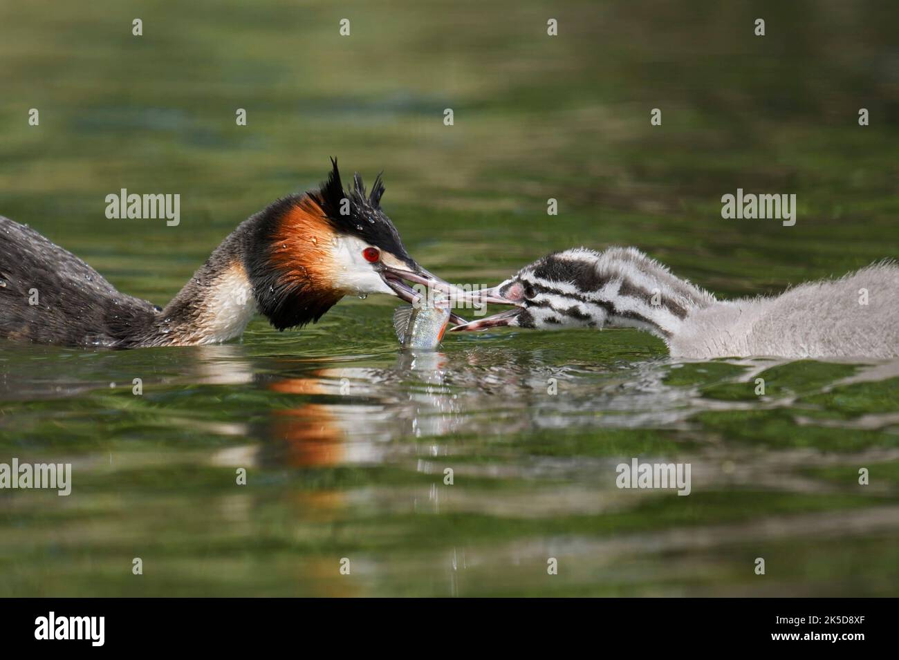 Grebe grande crestato (Podiceps cristaty) che alimenta il giovane uccello con pesci catturati, Renania settentrionale-Vestfalia, Germania Foto Stock
