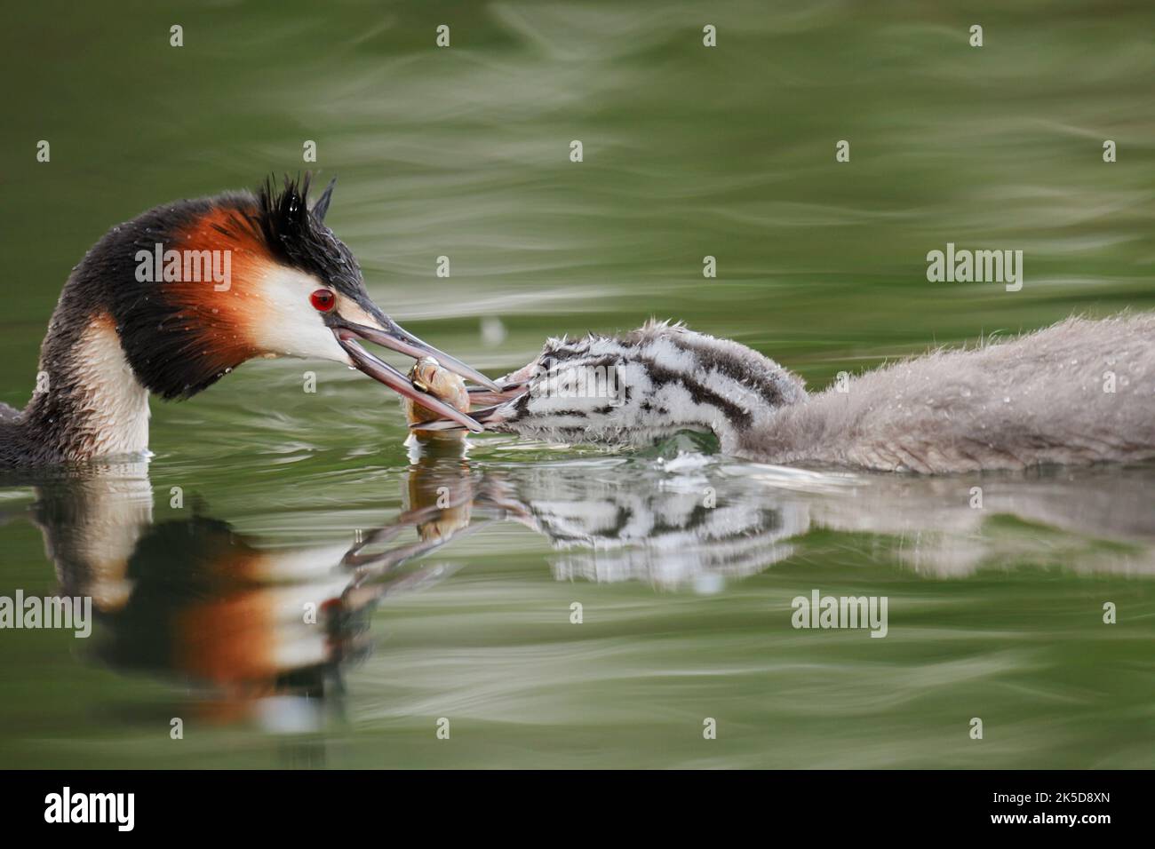 Grebe grande crestato (Podiceps cristaty) che alimenta il giovane uccello con pesci catturati, Renania settentrionale-Vestfalia, Germania Foto Stock