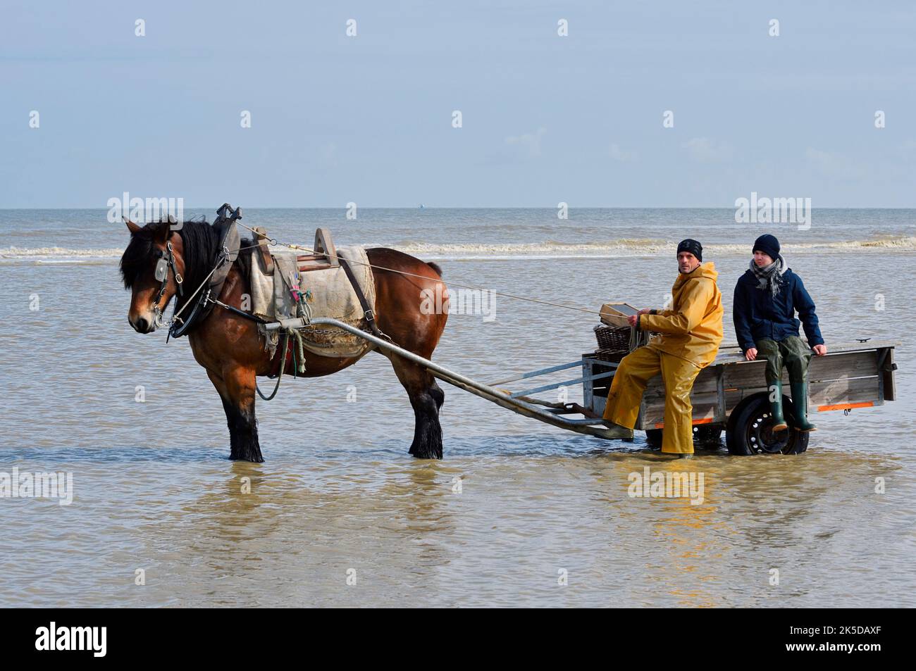 Pescatore di granchio con carretto a cavallo sulla spiaggia, Oostduinkerke, Koksijde, Fiandre Occidentali, Fiandre, Belgio Foto Stock