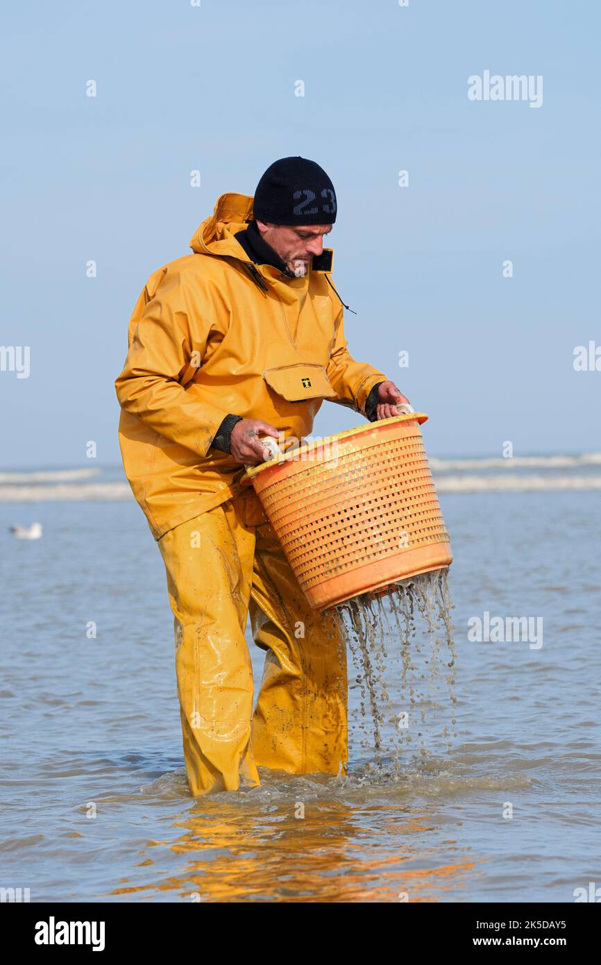 Shrimper lavare i gamberetti in un cesto, Oostduinkerke, Koksijde, Fiandre Occidentali, Fiandre, Belgio Foto Stock