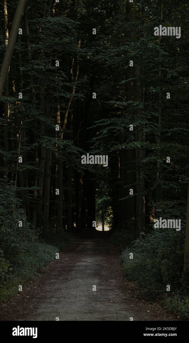 Passeggiata autunnale nella foresta di Sonian, Belgio Foto Stock