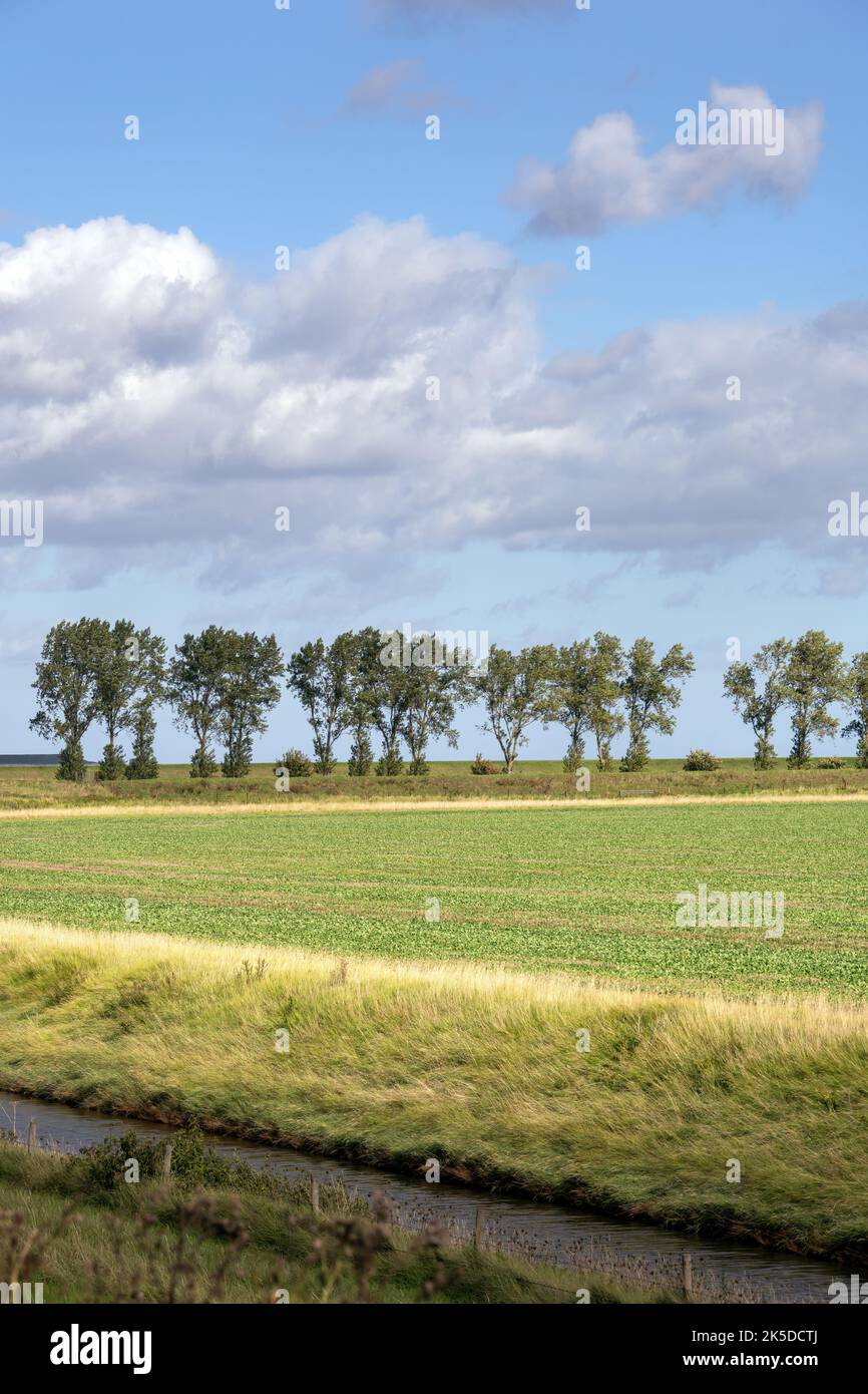 Paesaggio nelle Fens, canale, campo e alberi in un giorno d'autunno, Lincolnshire, East Midlands, Inghilterra Foto Stock