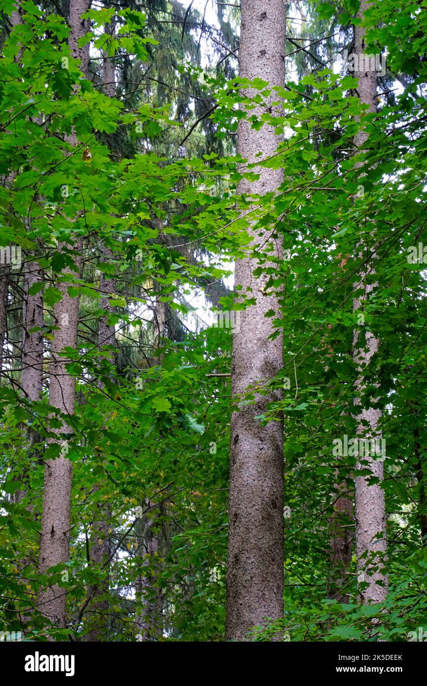 Foresta decidua nel sud-est del Michigan con querce e acero. Foto Stock