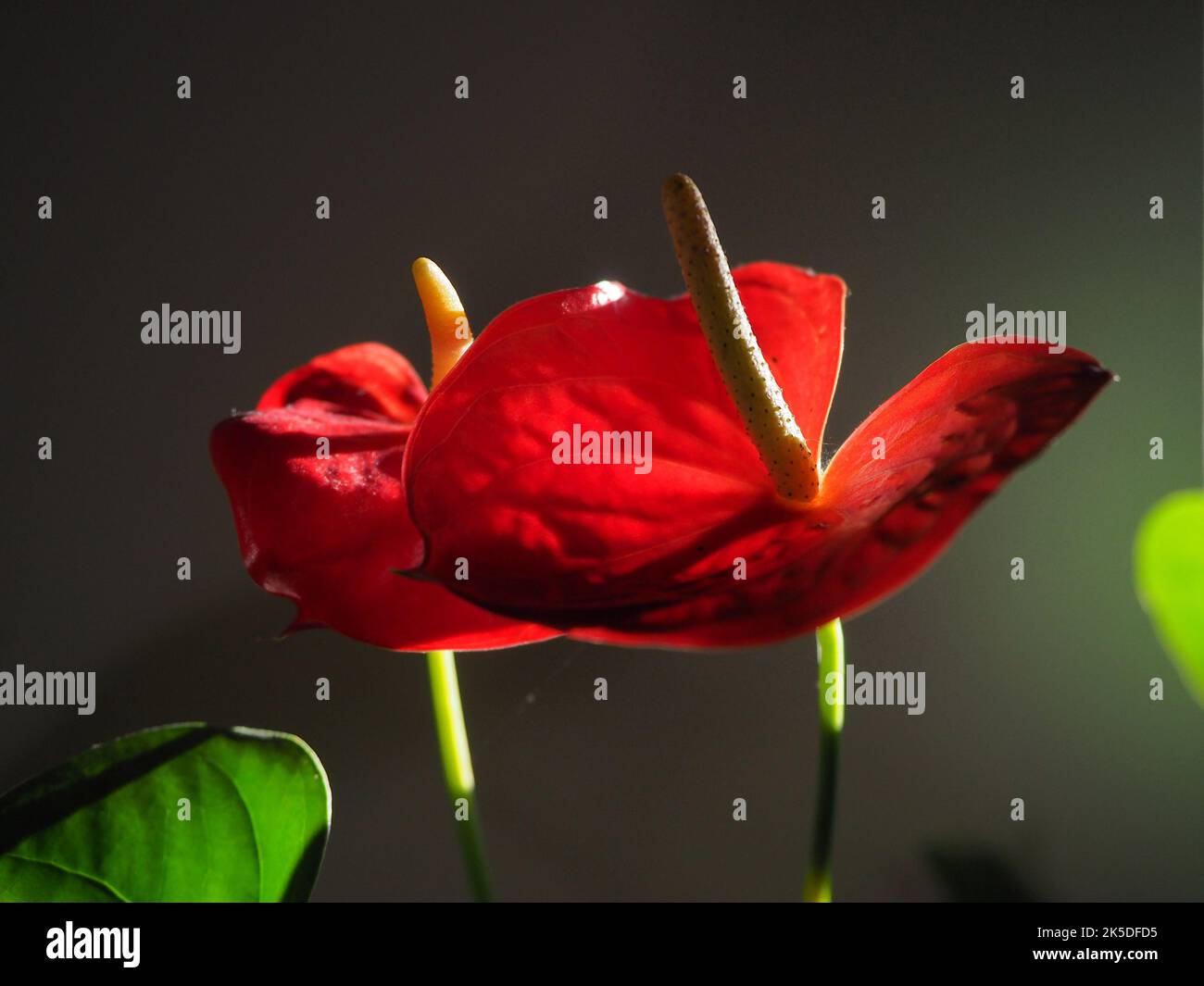 Anthurium in luce naturale, all'interno Foto Stock