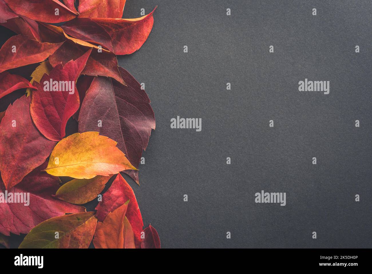 Autunno sfondo stagionale con caduta foglie autunnali. Vista dall'alto e spazio di copia per il testo Foto Stock Autunno sfondo stagionale con caduta foglie autunnali. Vista dall'alto e spazio di copia per il testo Foto Stock