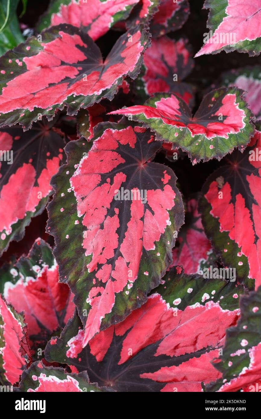Begonia 'Hilo Holiday' lascia. Foto Stock