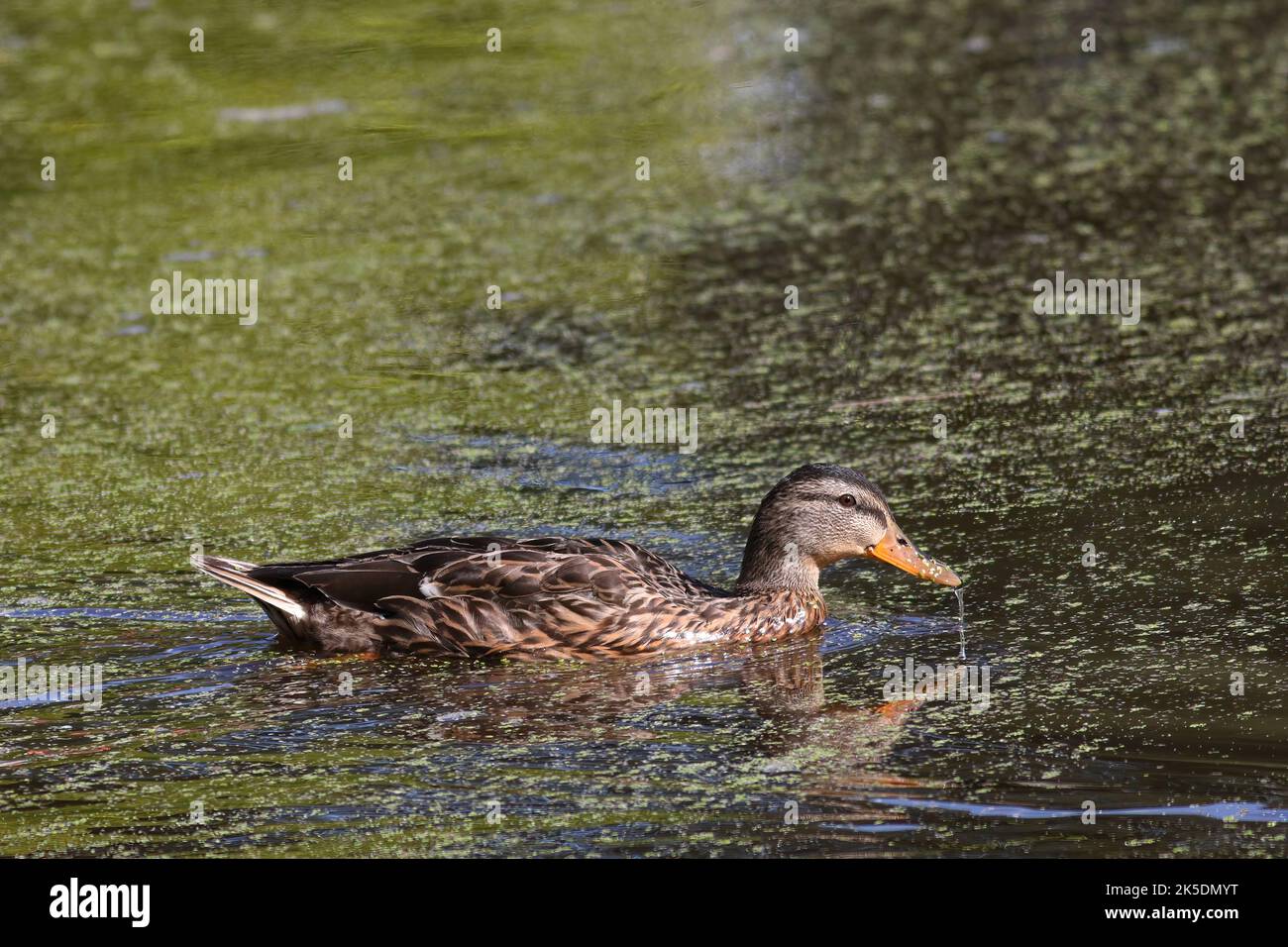 primo piano di un'anatra in piscina Foto Stock