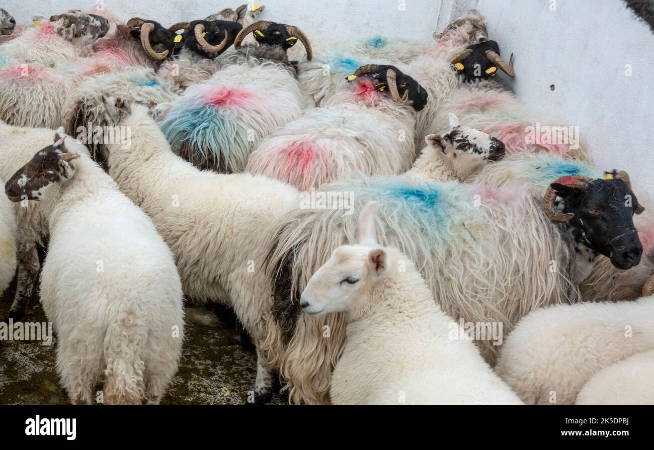 Una mandria di pecore in una fattoria irlandese, in attesa tranquilla di essere tagliato. Foto Stock