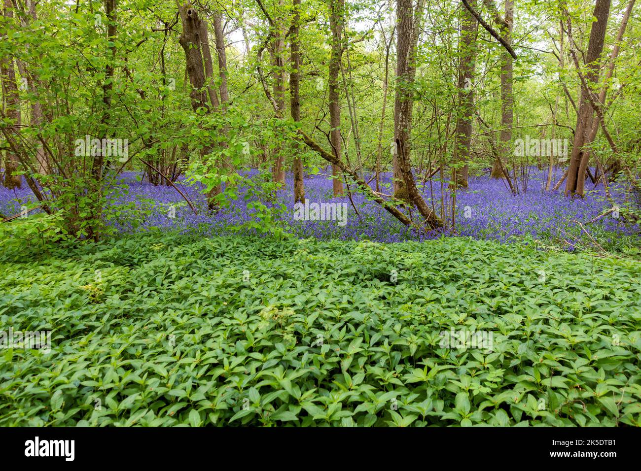 Il bagliore violetto di una bluebells in esposizione a Hampage Wood vicino Winchester in Hampshire, Inghilterra, Regno Unito Foto Stock