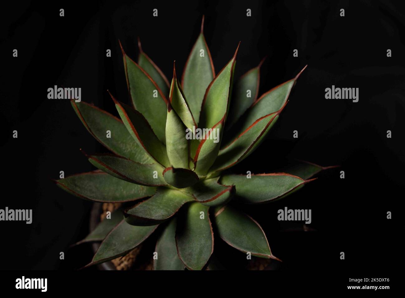 Primo piano di una pianta di Agave chiapensis in una pentola con fondo nero Foto Stock