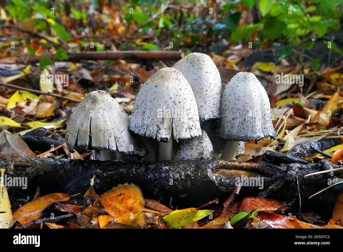 Coprinus comatus, shaggy inchiostro cappuccio, parrucca dell'avvocato, o mane shaggy, è un fungo comune visto spesso crescere sui prati, lungo strade di ghiaia e aree di spreco. I giovani corpi di frutta appaiono dapprima come cilindri bianchi che emergono dal suolo, poi si aprono le calotte a forma di campana. Le capsule sono bianche, e ricoperte di scalesÑthis è l'origine dei nomi comuni del fungo. Le branchie sotto il cappuccio sono bianche, poi rosa, poi diventano nere e secernono un liquido nero riempito di spore (da qui il nome del 'cappuccio d'inchiostro'). Esemplare fotografato in Nuova Zelanda. Credito: BSpragg Foto Stock