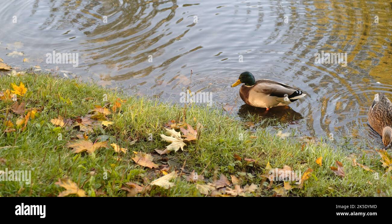 Anatre selvatiche che nuotano nel lago. Uccelli acquatici su acqua ondulata. Full frame Foto Stock