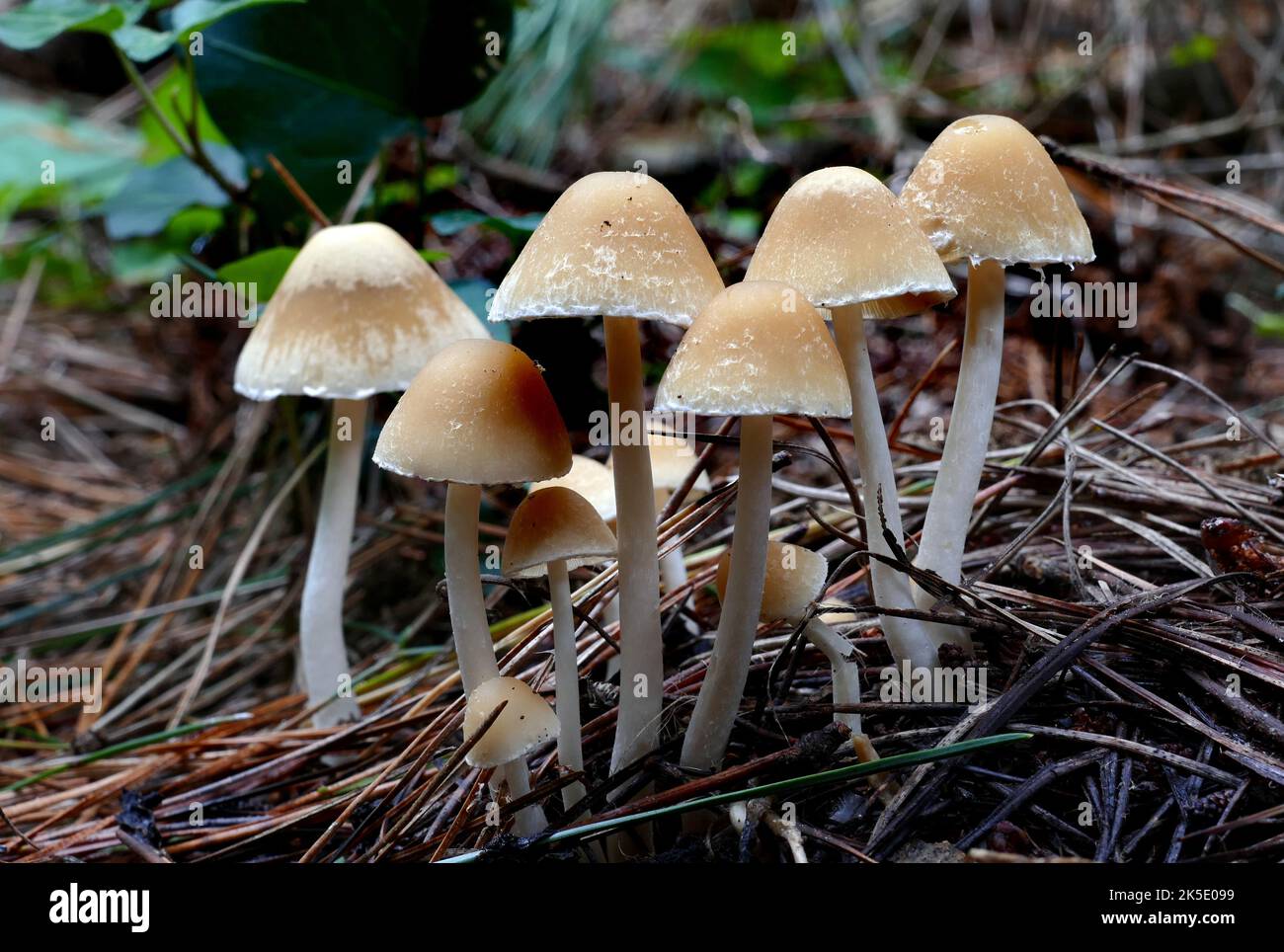 Probabile Psatyrella, un grande genere di circa 400 specie, ed è simile ai generi Coprinellus, Coprinopsis, Coprinus e Panaeolus, di solito con un cappuccio sottile e gambo cavo bianco o giallastro. I tappi non auto digeriscono come quelli di Coprinellus e Coprinopsis. Alcuni hanno anche spore marroni piuttosto che nere. Questi funghi sono spesso di colore granchio, difficili da identificare, e tutti i membri sono considerati immangiabili o senza valore (per mangiare) e quindi sono spesso trascurati. Tuttavia sono abbastanza comuni e possono accadere a volte quando ci sono pochi altri funghi da vedere. Credito: BSpragg Foto Stock