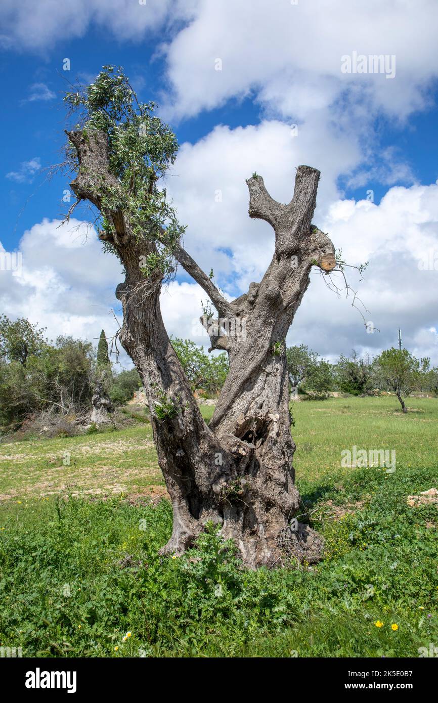 ulivo molto vecchio con rami nuovi Foto Stock