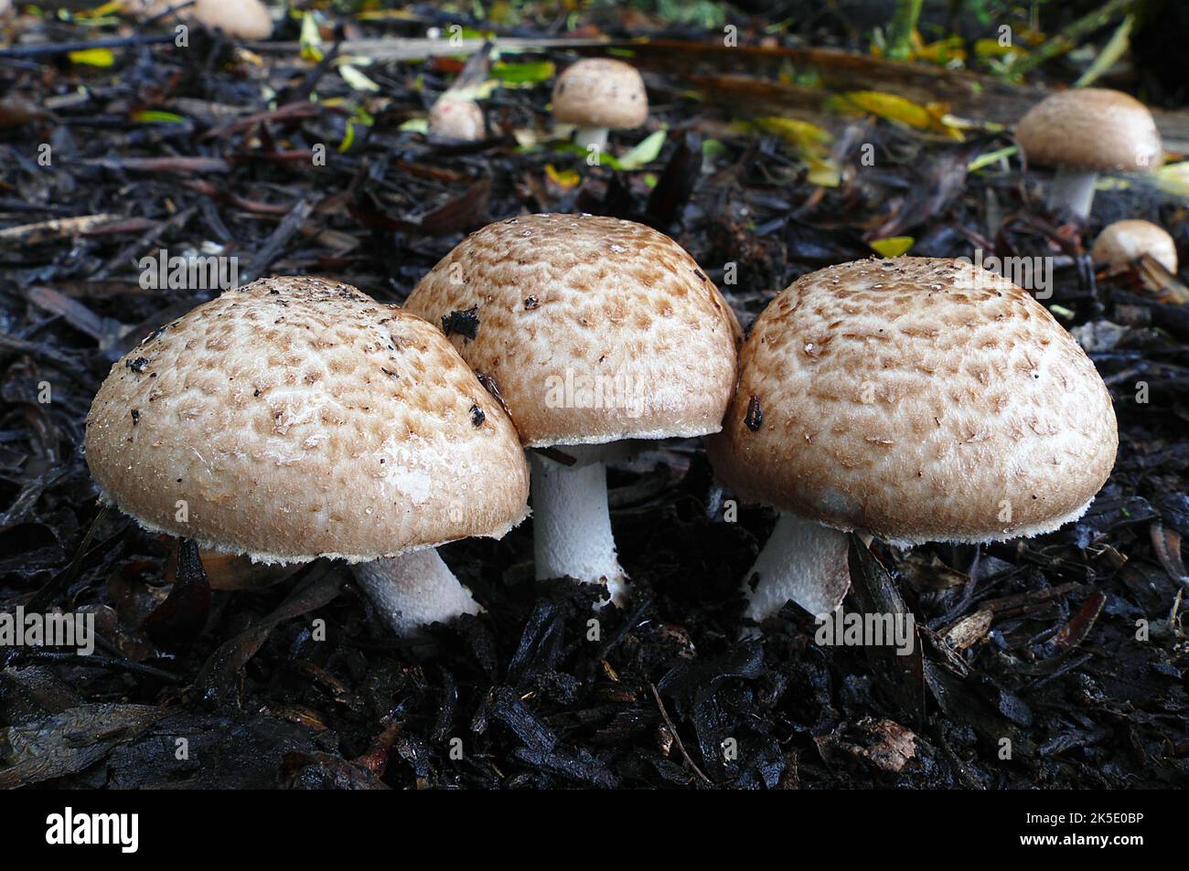Shaggy parasol è il nome comune per tre specie strettamente correlate di funghi, Chlorophyllum rhacodes (o rachodes), C. olivieri e C. brunneum, che si trovano in Nord America, Europa e Sud Africa (quest'ultima specie si trova anche in Australia). I rhacodi clorofillum, i rhacodi C. olivieri e C. brunneum erano precedentemente noti come rhacodi macrolepiota o rhacodi di Lepiota, ma il nome è stato cambiato sulla base di fitogeneticoevidenze molecolari che dimostrano una relazione più stretta con i molibditi di clorofillum che con Macrolepiota procera Credit: BSpragg Foto Stock
