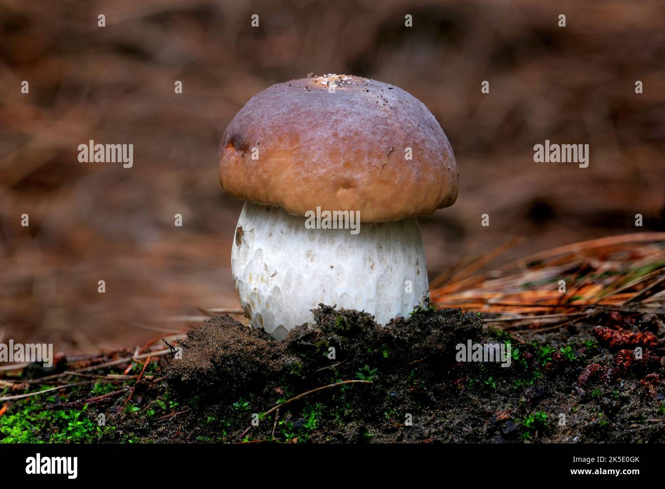 Un bolete è un tipo di fungo, o corpo fungino fruttito. Può essere identificato grazie all'esclusivo tappo a fungo. Il tappo è chiaramente diverso dallo stelo. Sul lato inferiore della capsula è solitamente presente una superficie spugnosa con pori, al posto delle branchie tipiche dei funghi. Tuttavia, ci sono alcuni boleti che sono brancolati.'Bolete' è il nome comune inglese per le specie di fungo le cui capsule di fungo hanno questo aspetto. I boleti sono classificati nell'ordine Boletales. Non tutti i membri dell'Ordine Boletales sono boleti. ?Credit: BSpragg Foto Stock