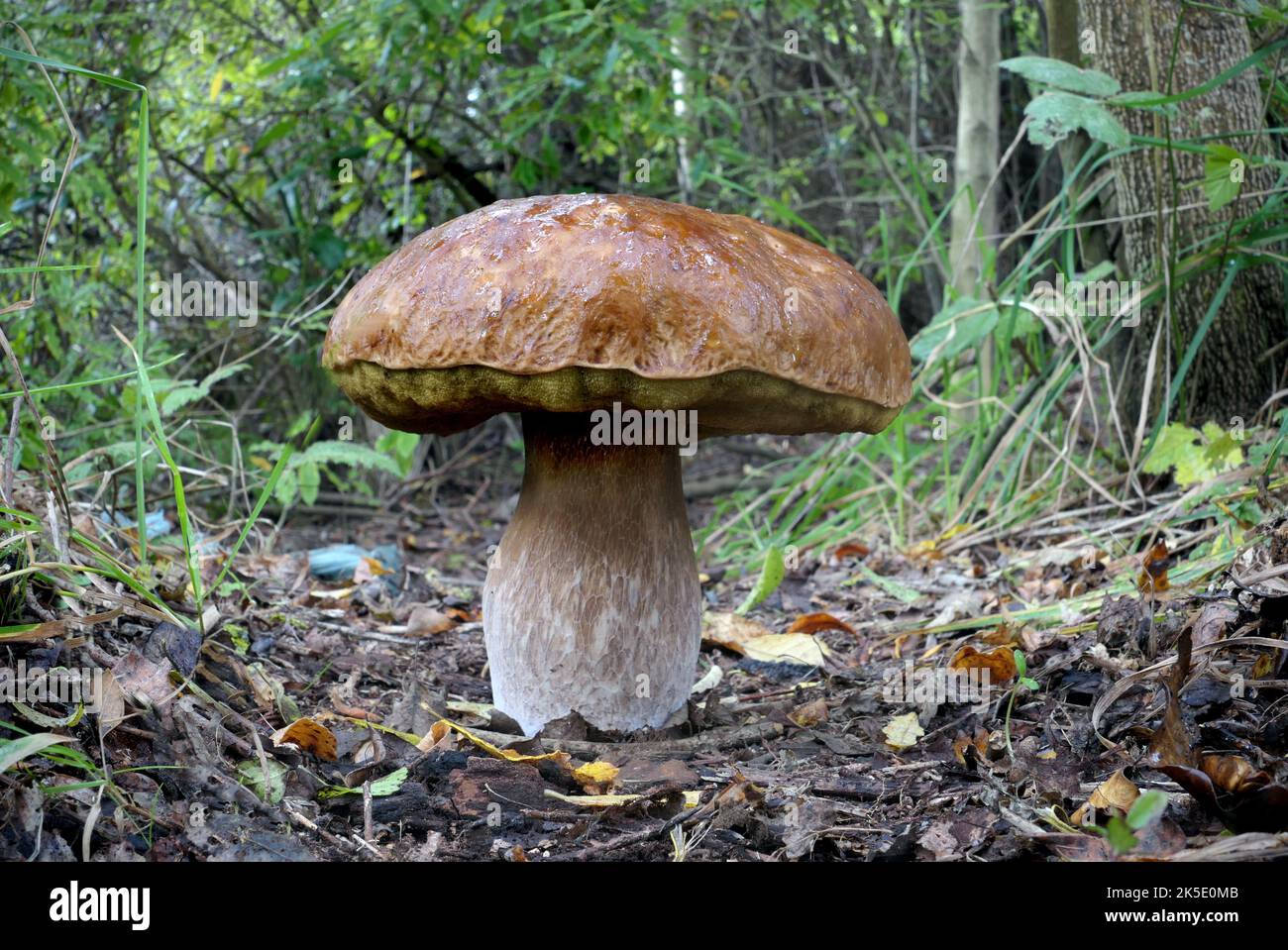 Un bolete è un tipo di fungo, o corpo fungino fruttito. Può essere identificato grazie all'esclusivo tappo a fungo. Il tappo è chiaramente diverso dallo stelo. Sul lato inferiore della capsula è solitamente presente una superficie spugnosa con pori, al posto delle branchie tipiche dei funghi. Tuttavia, ci sono alcuni boleti che sono brancolati.'Bolete' è il nome comune inglese per le specie di fungo le cui capsule di fungo hanno questo aspetto. I boleti sono classificati nell'ordine Boletales. Non tutti i membri dell'Ordine Boletales sono boleti. ?Credit: BSpragg Foto Stock