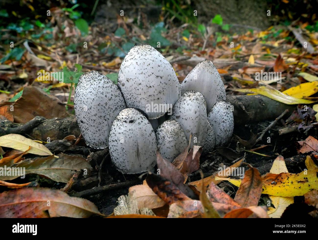 Coprinus comatus, shaggy inchiostro cappuccio, parrucca dell'avvocato, o mane shaggy, è un fungo comune visto spesso crescere sui prati, lungo strade di ghiaia e aree di spreco. I giovani corpi di frutta appaiono dapprima come cilindri bianchi che emergono dal suolo, poi si aprono le calotte a forma di campana. Le capsule sono bianche, e ricoperte di scalesÑthis è l'origine dei nomi comuni del fungo. Le branchie sotto il cappuccio sono bianche, poi rosa, poi diventano nere e secernono un liquido nero riempito di spore (da qui il nome del 'cappuccio d'inchiostro'). Esemplare fotografato in Nuova Zelanda. Credito: BSpragg Foto Stock