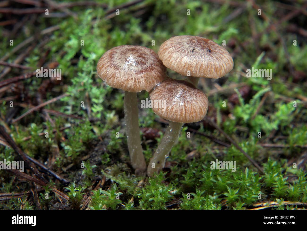 Inocybe è un grande genere di funghi con oltre 1400 specie, comprese tutte le forme e varianti. I membri di Inocybe sono micorrizal e alcune prove dimostrano che l'alto grado di speciazione nel genere è dovuto all'adattamento ad alberi diversi e forse anche ad ambienti locali. Il nome Inocybe significa 'cappello fibroso'. E 'preso dalle parole greche ?? (nel genitivo ?????, che significa 'muscle, nervo, fibra, forza, vigor') e ???? ('testa'). Esemplare fotografato in Nuova Zelanda. Credito: BSpragg Foto Stock