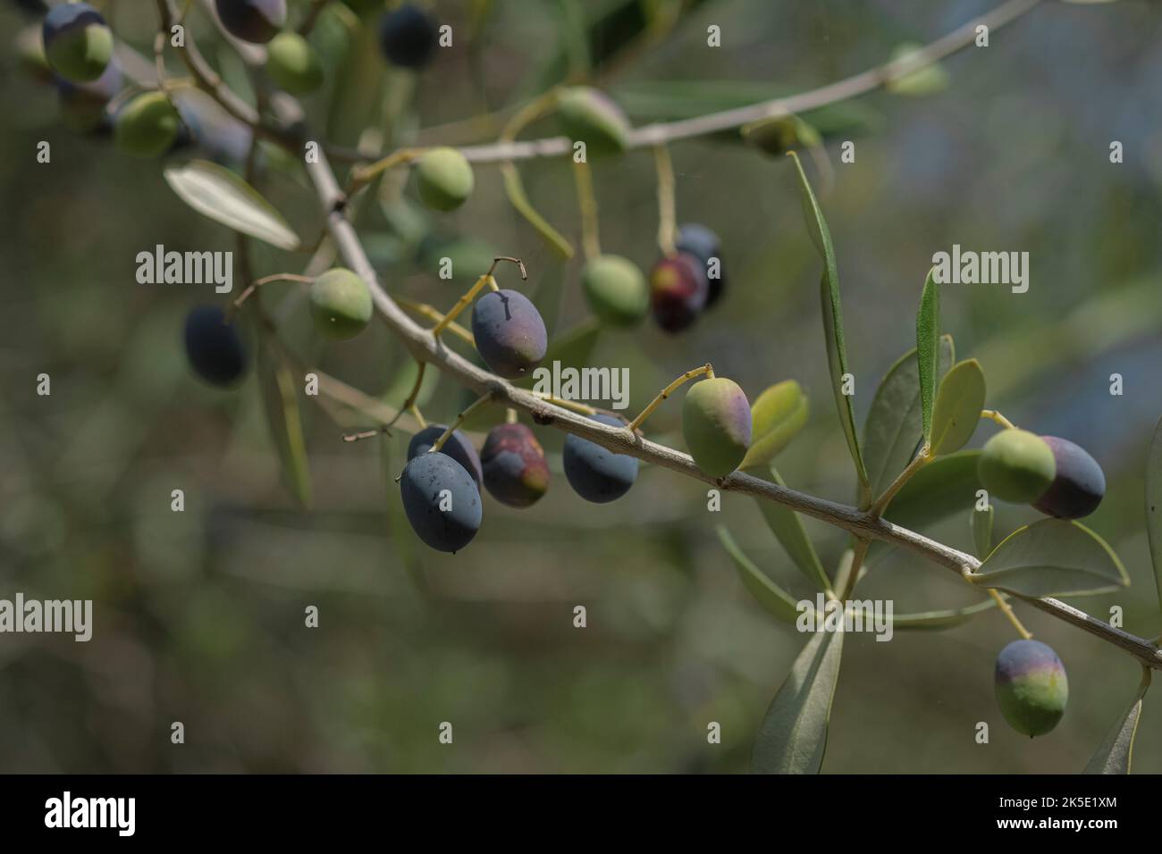 Vista dettagliata del ramo degli ulivi italiani, produzione di olio extra vergine di oliva Foto Stock