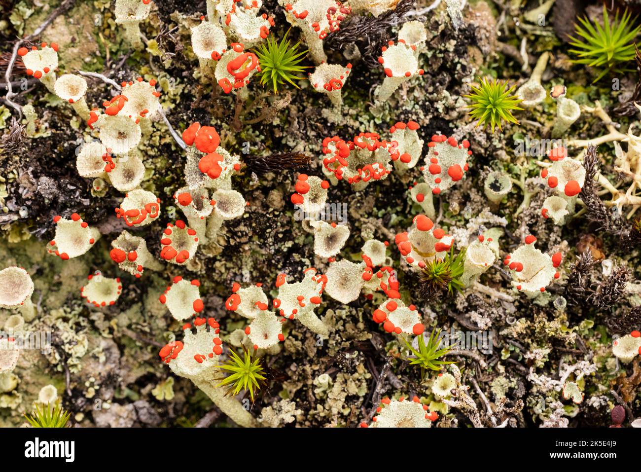 Primo piano del lichen della Red Pixie-Cup (Cladonia borealis) nell'Alaska centro-meridionale. Foto Stock