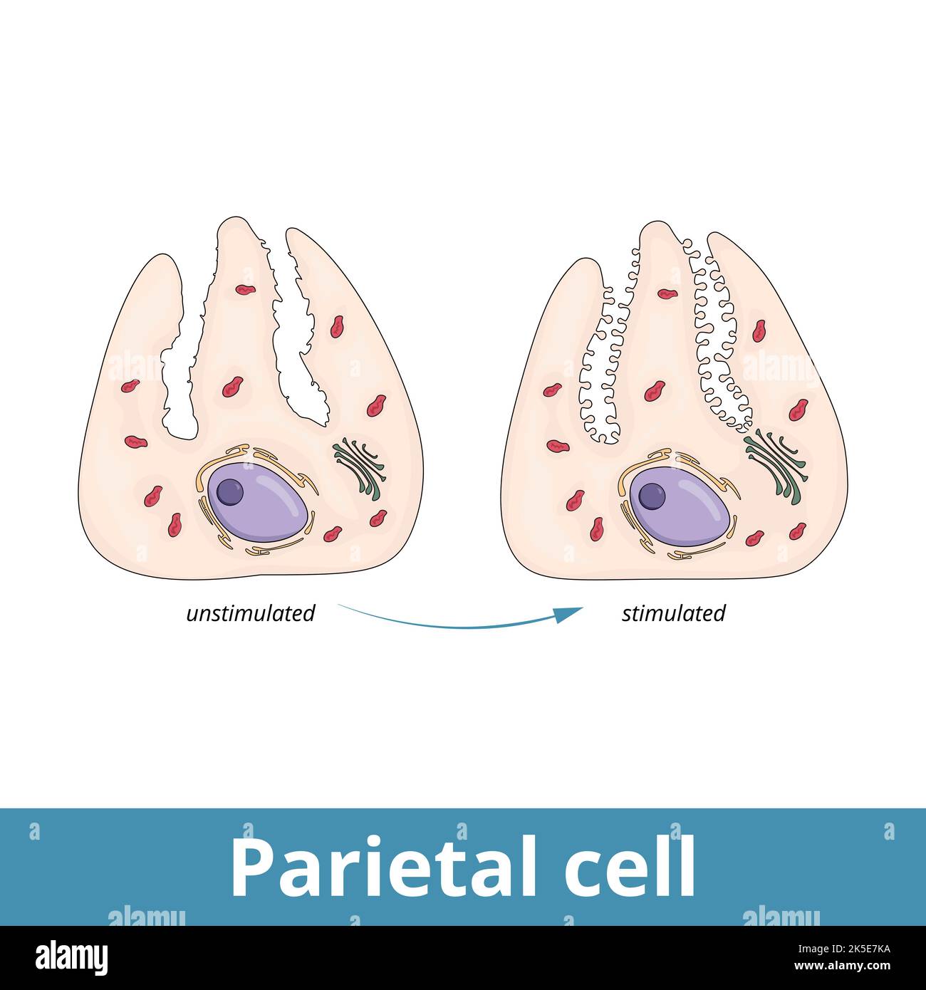 Cellule parietali. Cellule epiteliali nello stomaco che secernono acido cloridrico e fattore intrinseco, localizzati nelle ghiandole gastriche, che si trovano nel rivestimento Illustrazione Vettoriale
