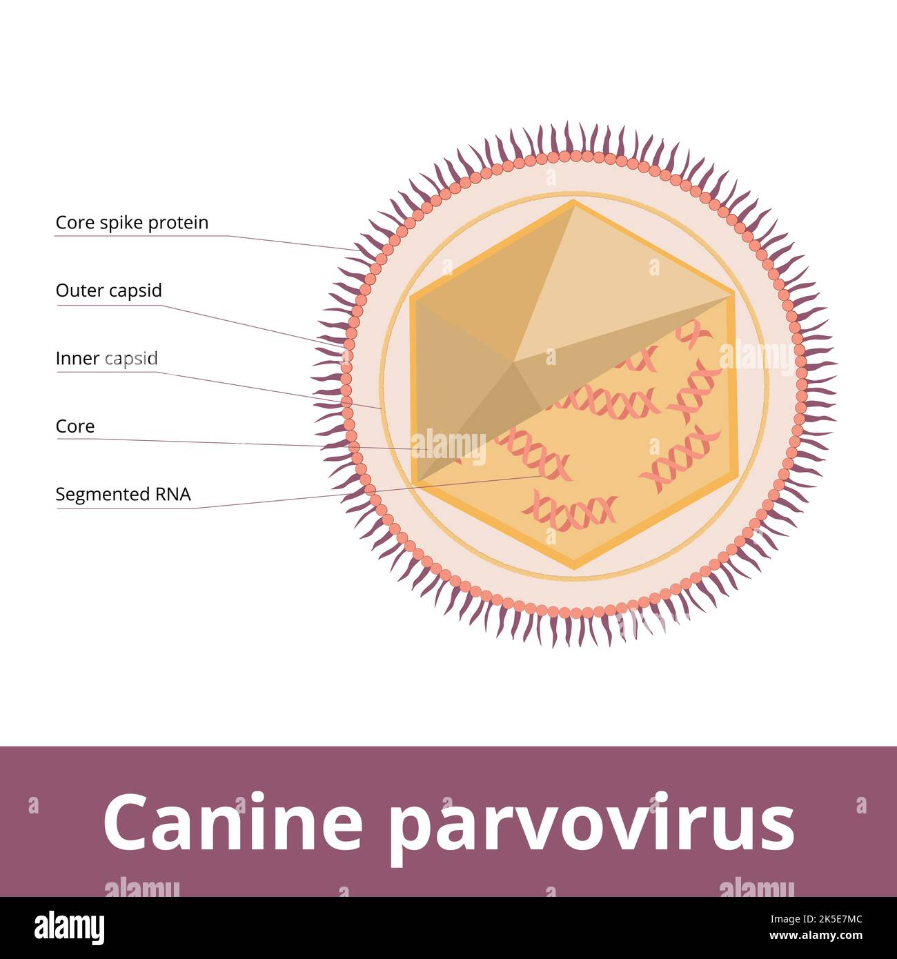Parvovirus canino. Il virus contagioso colpisce principalmente i cani. Struttura cellulare virale: Nucleo, capside esterno ed interno, proteine di spike e filamento di RNA. Illustrazione Vettoriale Parvovirus canino. Il virus contagioso colpisce principalmente i cani. Struttura cellulare virale: Nucleo, capside esterno ed interno, proteine di spike e filamento di RNA. Illustrazione Vettoriale