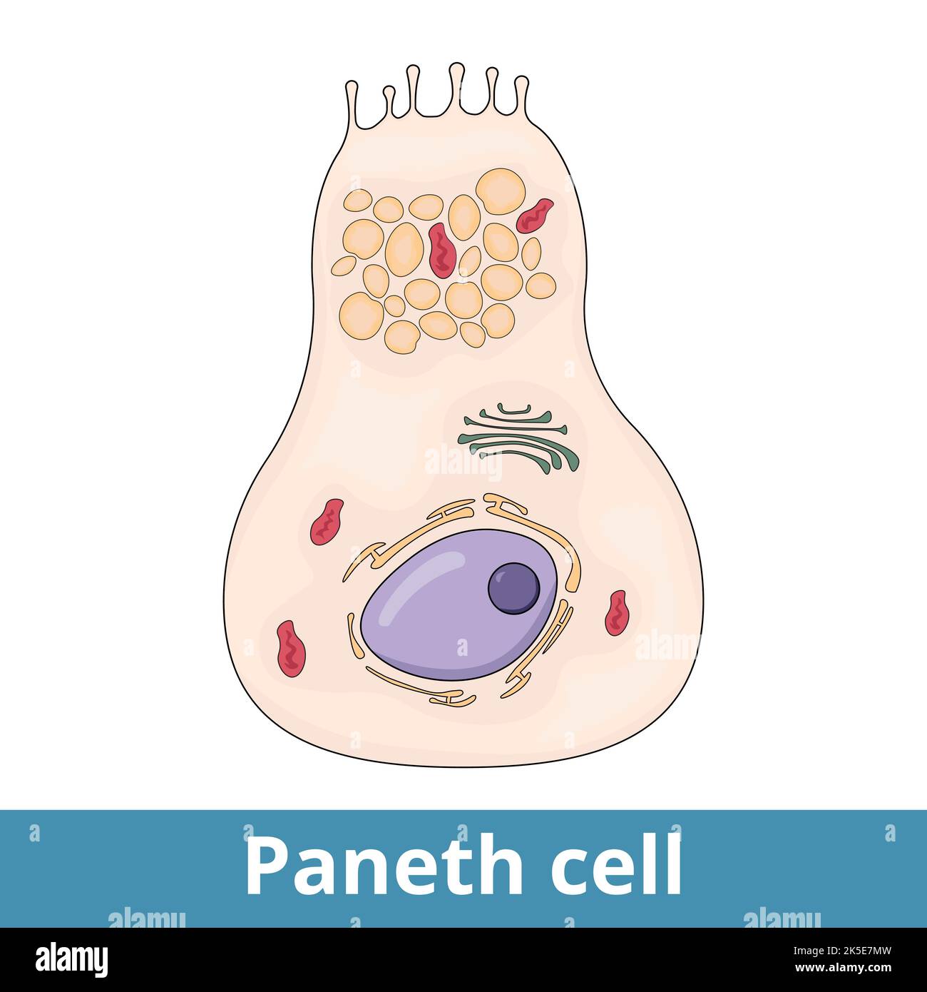 Cella Paneth. Le cellule dell'epitelio dell'intestino tenue secernono i composti nel lume della ghiandola intestinale Illustrazione Vettoriale