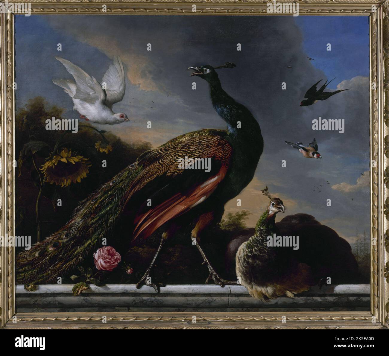 Pavoni, maschio e femmina, 1681. Foto Stock