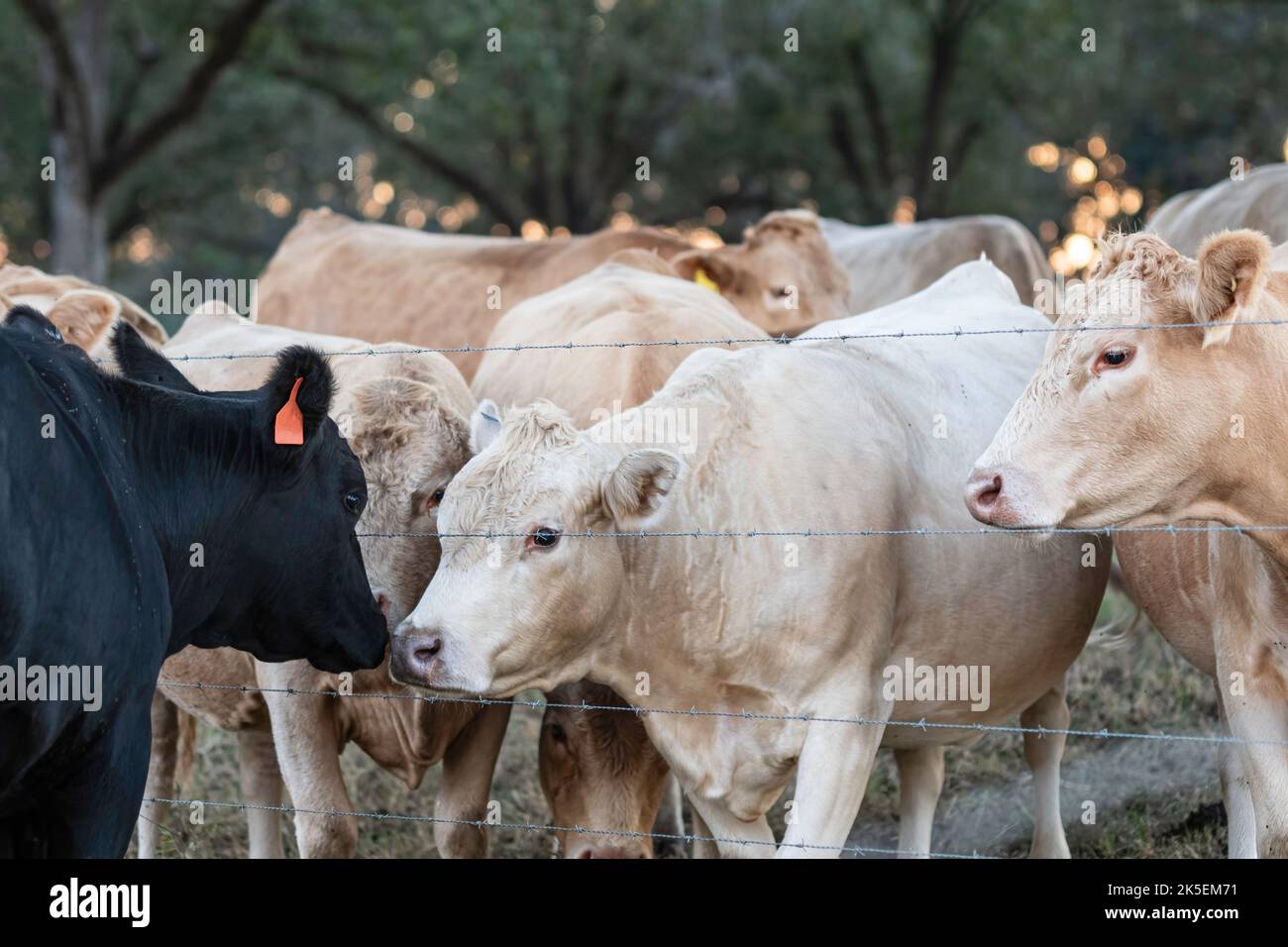 Vacca di Angus nero che viene naso a naso con bestiame da un campo diverso attraverso una recinzione di filo spinato. Foto Stock
