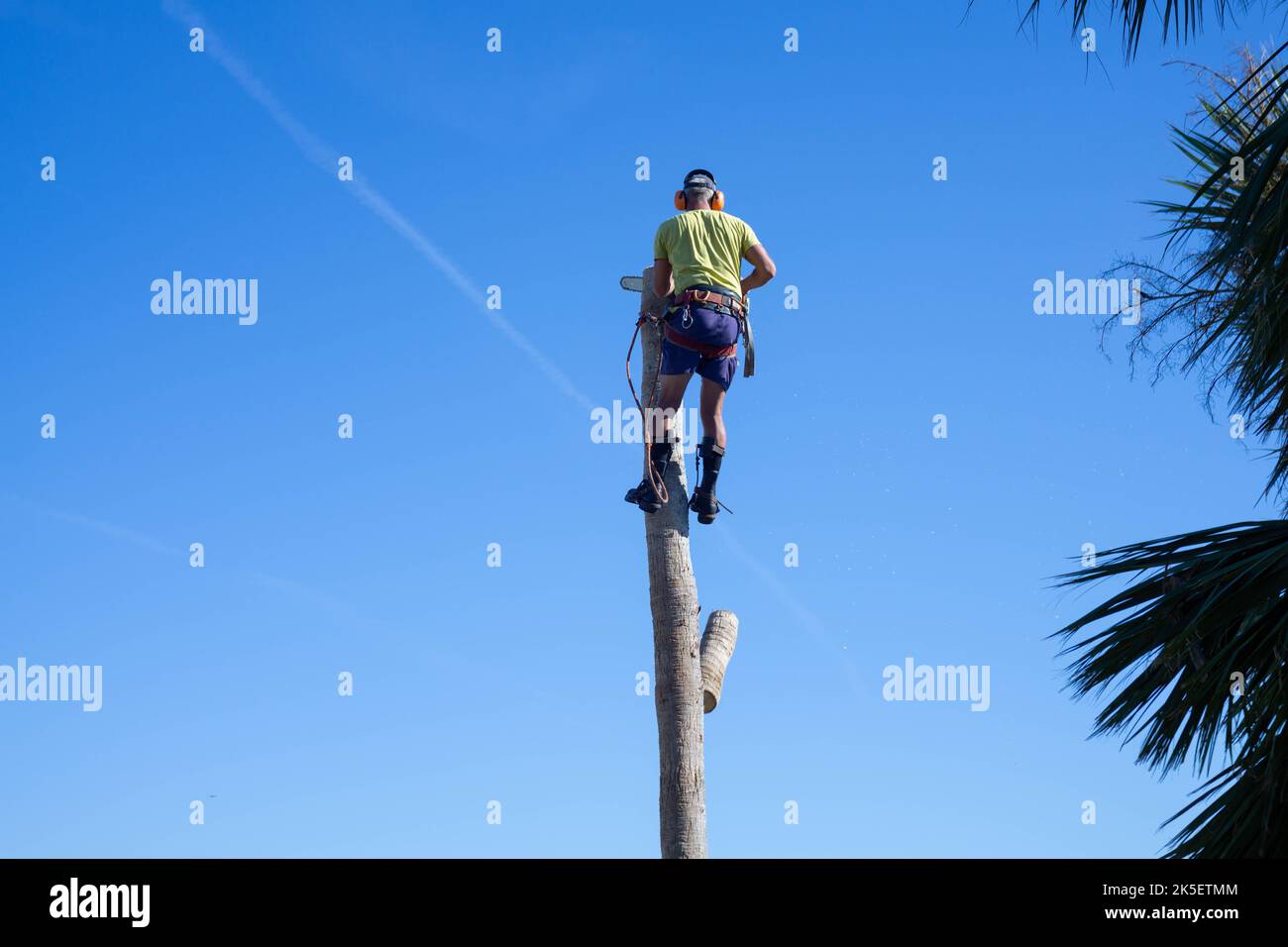 L'uomo taglia l'albero danneggiato dopo l'uragano Ian Foto Stock