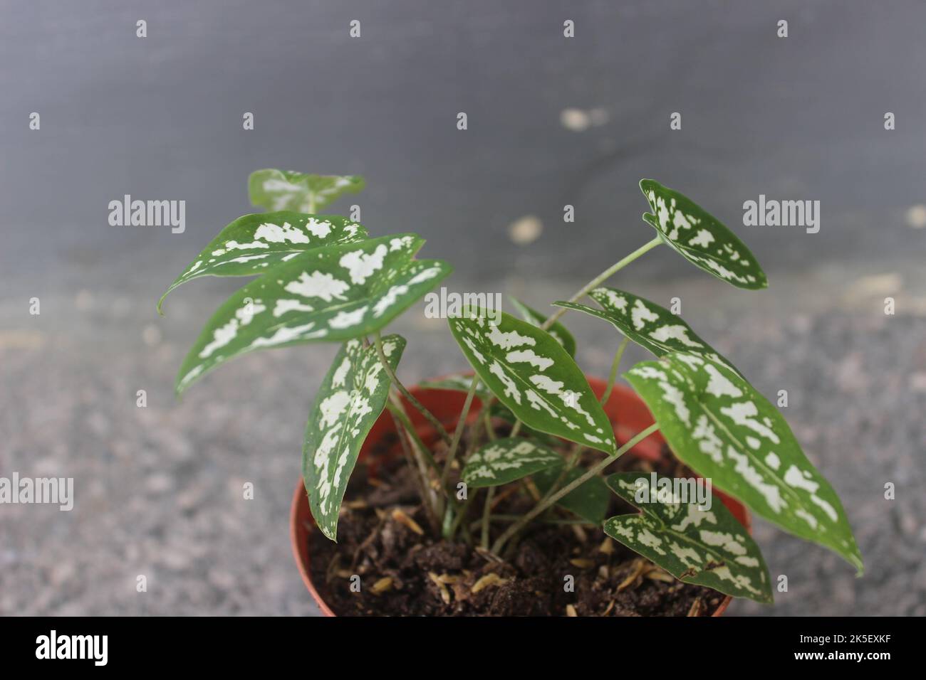 Primo piano di una mini pianta di caladio perla in una pentola su uno sfondo sfocato. Piante ornamentali a casa. Utilizzato per sfondi naturali. Foto Stock