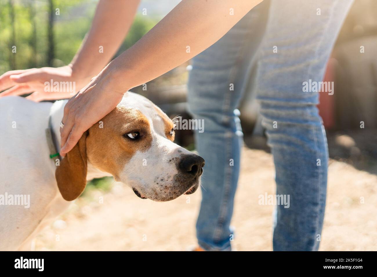 Foto ritagliata di una persona che accarezzava un cane Foto Stock