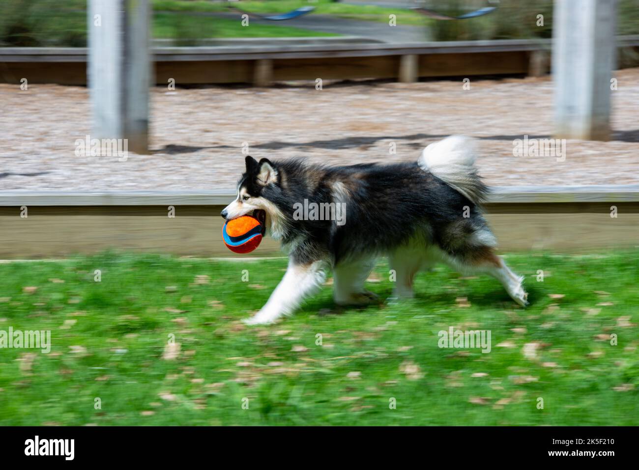 Cane con una sfera Foto Stock