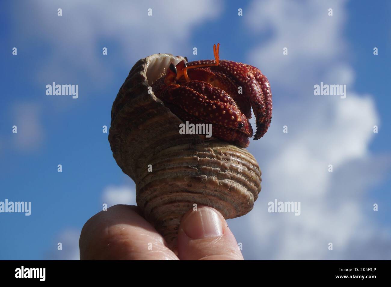 Hermit Crab che esce dalla sua Shell contro Blue Cloud Sky Foto Stock