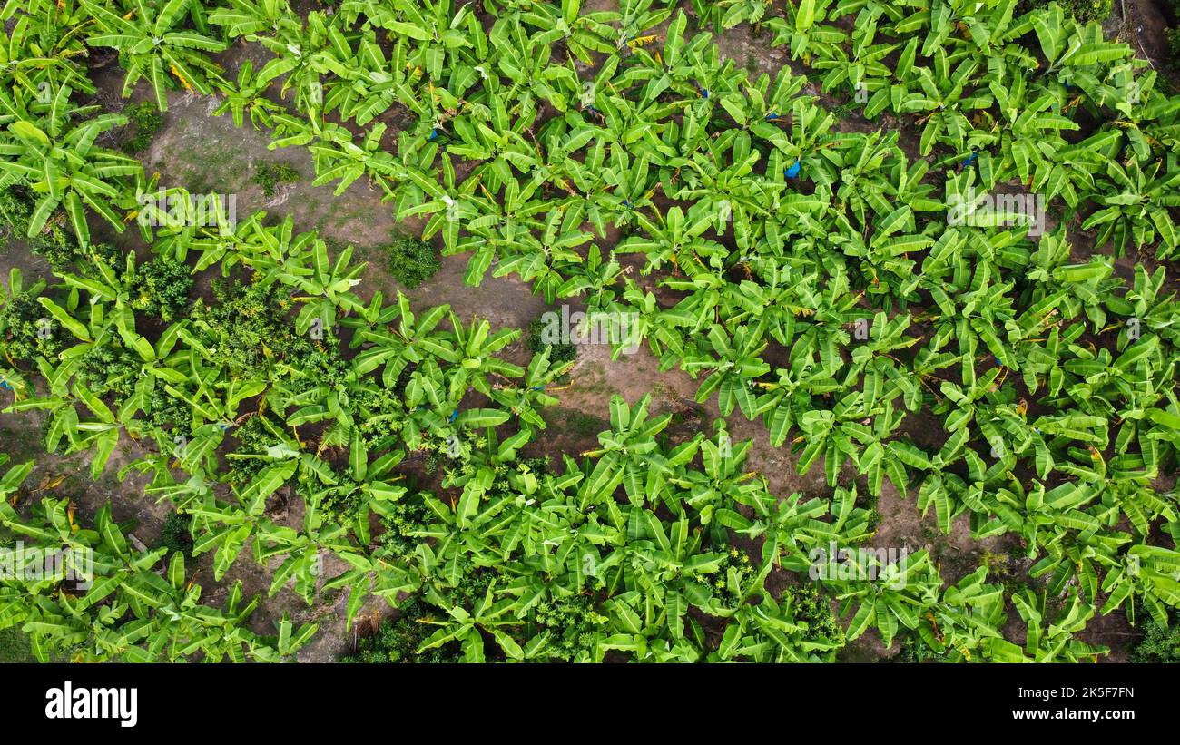 Vista aerea degli alberi di coltivazione e delle piantagioni nel vivaio all'aperto. Piantagione di banane in Thailandia rurale. Attività di coltivazione. Paesaggio naturale backg Foto Stock