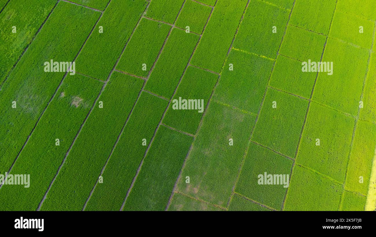 Vista aerea dei campi verdi in primavera. Bella zona verde di giovani risaie o aree agricole nel nord della Thailandia. Paesaggio naturale backgro Foto Stock