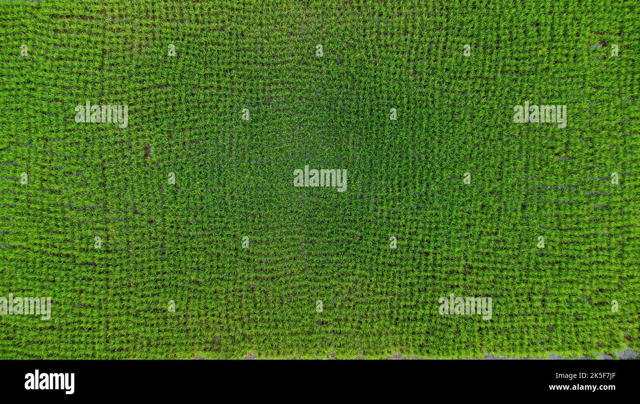 Vista aerea dei campi verdi in primavera. Bella zona verde di giovani risaie o aree agricole nel nord della Thailandia. Paesaggio naturale backgro Foto Stock