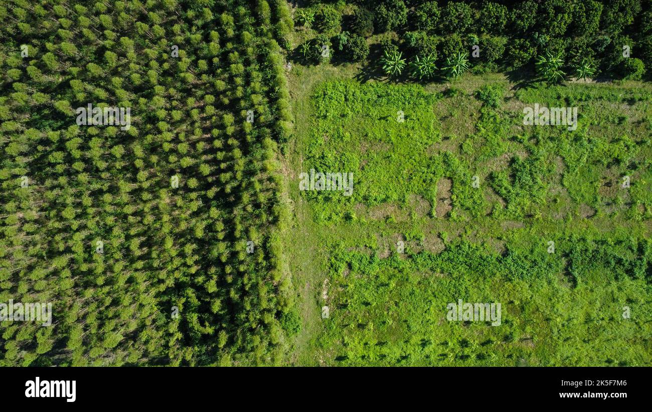 Veduta aerea della piantagione di eucalipto in Thailandia. Vista dall'alto delle aree di coltivazione o dei terreni agricoli nella stanza dei bambini all'aperto. Attività di coltivazione. Naturale Foto Stock