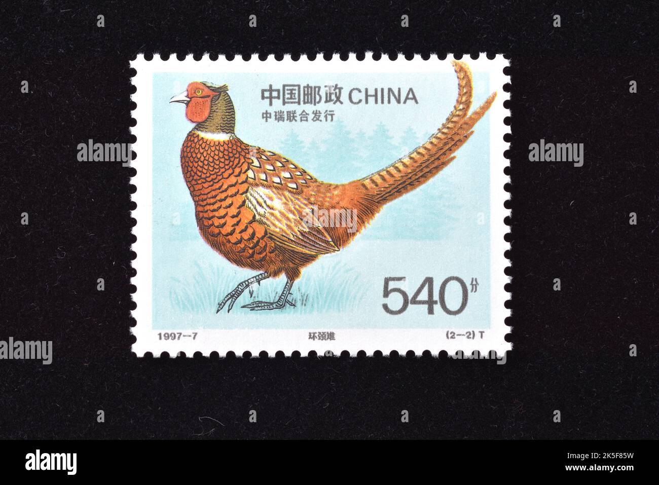 CINA - CIRCA 1997: Un francobollo stampato in Cina mostra 1997-7, Scott 2763-64 Rare Birds Chinese Copper Pheasant Common Pheasant , circa 1997 Foto Stock