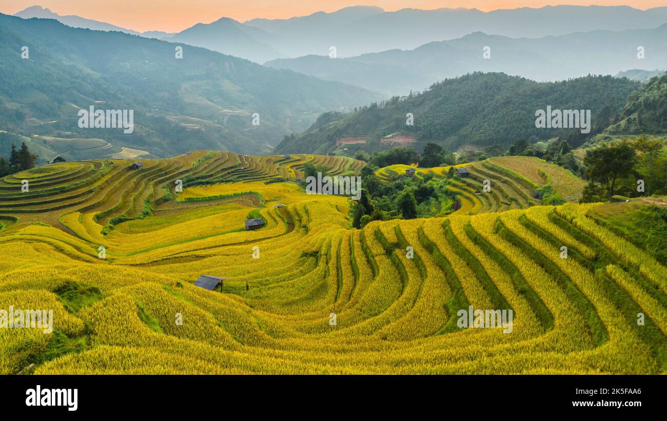 I maestosi campi terrazzati nella provincia di ha Giang, Vietnam. Risaie pronte per essere raccolte nel nord-ovest del Vietnam. Foto Stock I maestosi campi terrazzati nella provincia di ha Giang, Vietnam. Risaie pronte per essere raccolte nel nord-ovest del Vietnam. Foto Stock