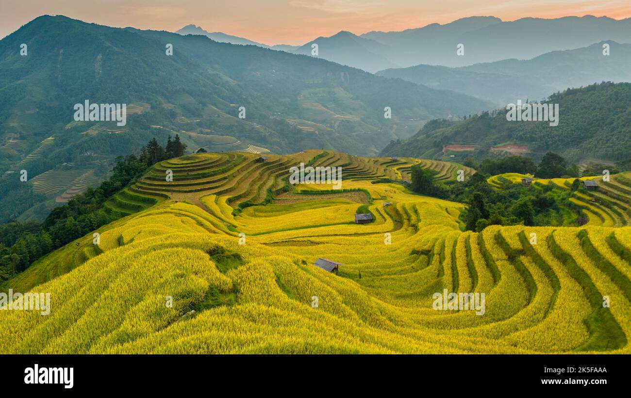 I maestosi campi terrazzati nella provincia di ha Giang, Vietnam. Risaie pronte per essere raccolte nel nord-ovest del Vietnam. Foto Stock I maestosi campi terrazzati nella provincia di ha Giang, Vietnam. Risaie pronte per essere raccolte nel nord-ovest del Vietnam. Foto Stock